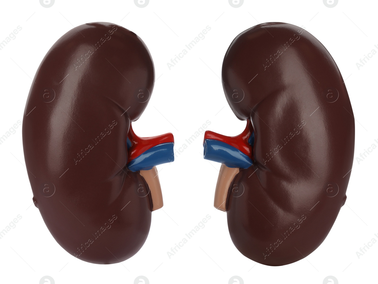 Image of Educational plastic kidney models on white background