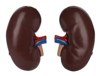 Image of Educational plastic kidney models on white background