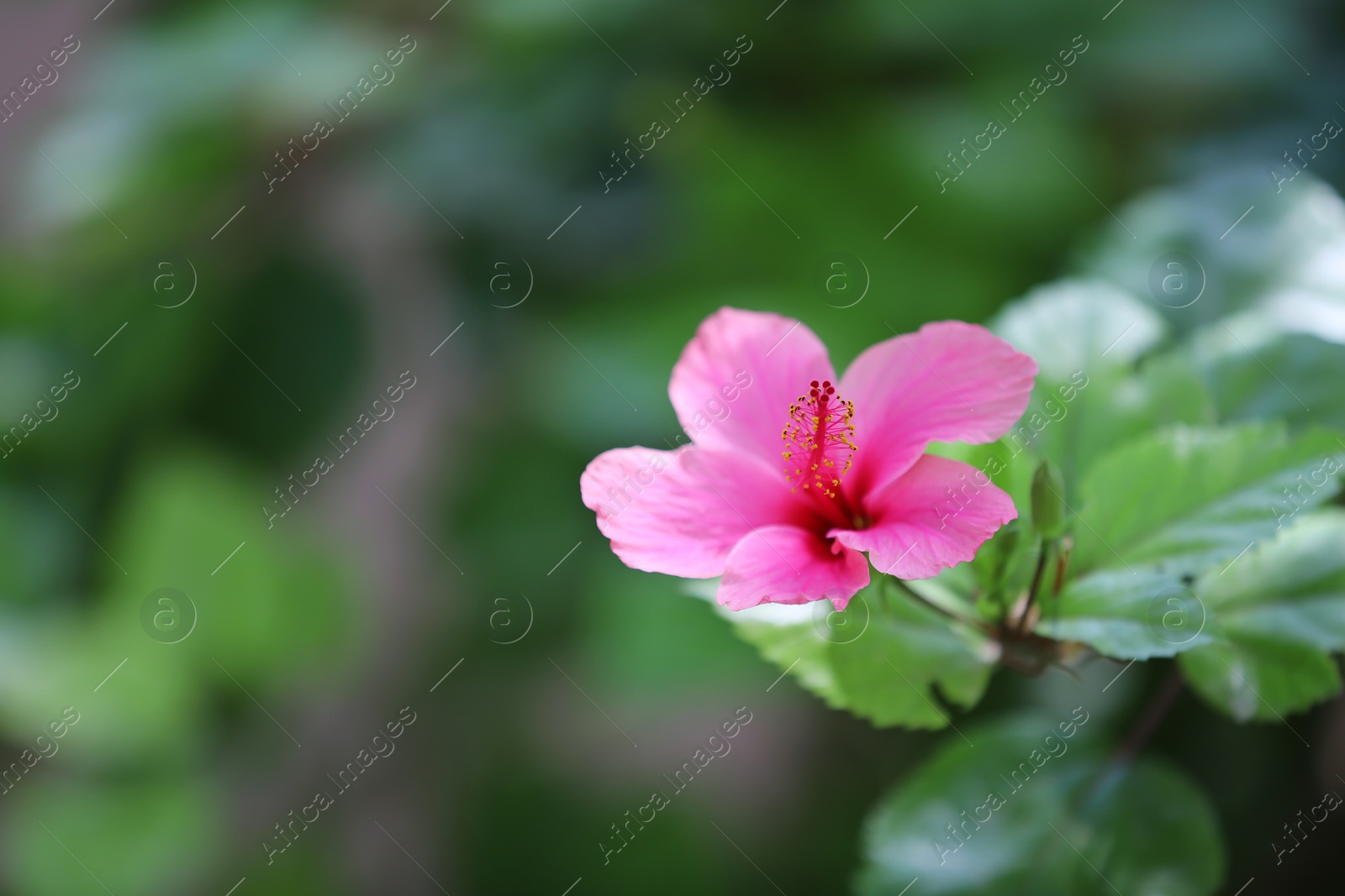 Photo of Beautiful flower at tropical resort on sunny day