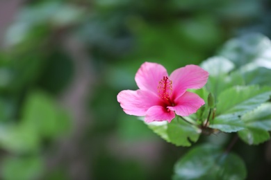 Beautiful flower at tropical resort on sunny day