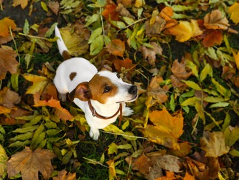 Photo of Beautiful Jack Russell Terrier in dog collar on fallen leaves outdoors