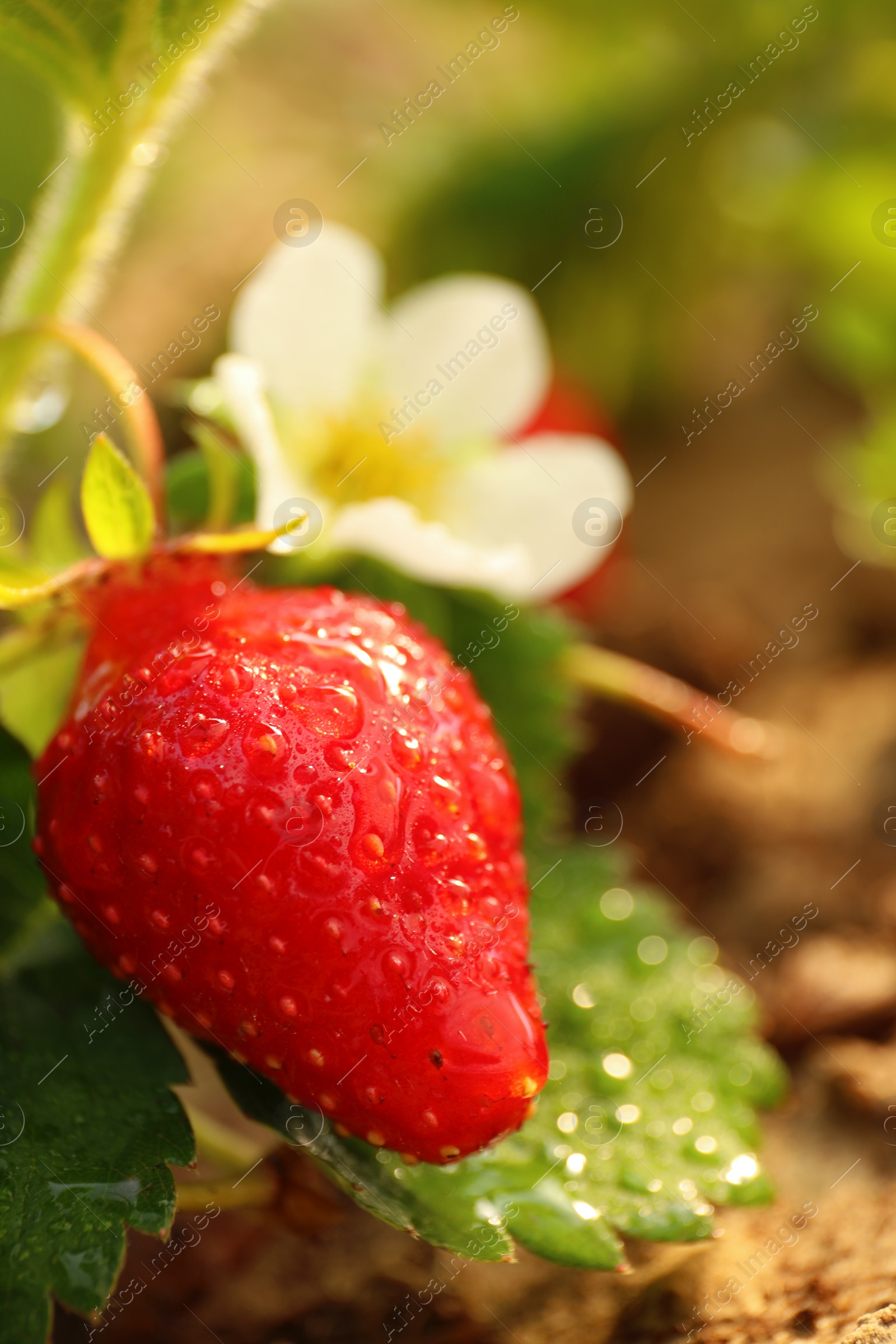 Photo of Strawberry plant with ripe berry on blurred background, closeup