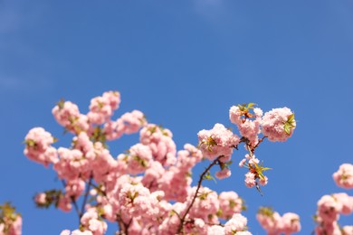 Photo of Beautiful blossoming sakura tree with pink flowers against blue sky. Spring season