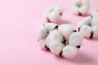 Photo of Fluffy cotton flowers on pink background, closeup. Space for text