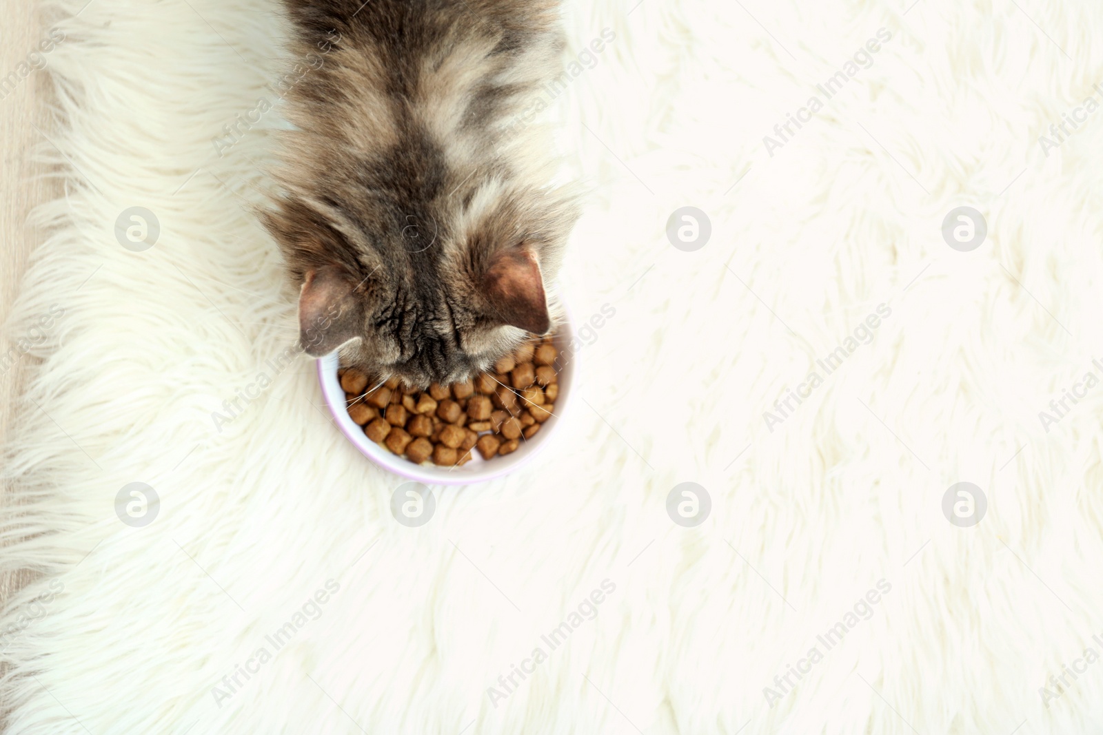 Photo of Adorable Maine Coon cat near bowl of food on fluffy rug at home, top view. Space for text
