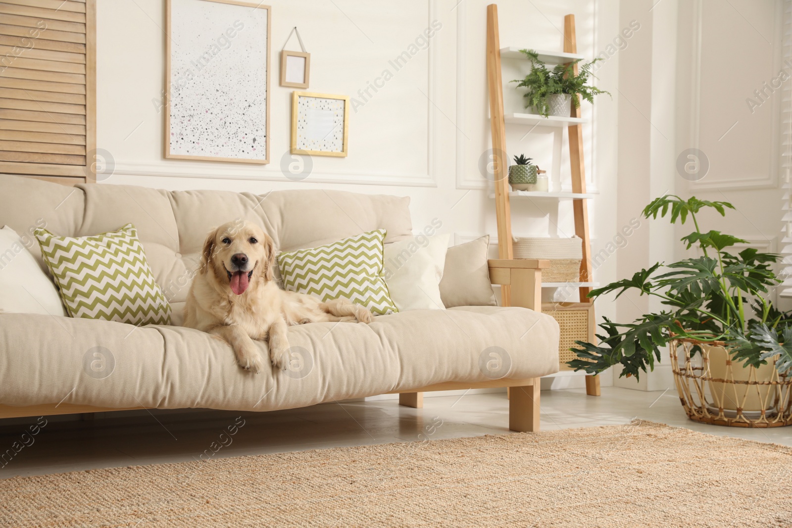 Photo of Adorable Golden Retriever dog on sofa in living room