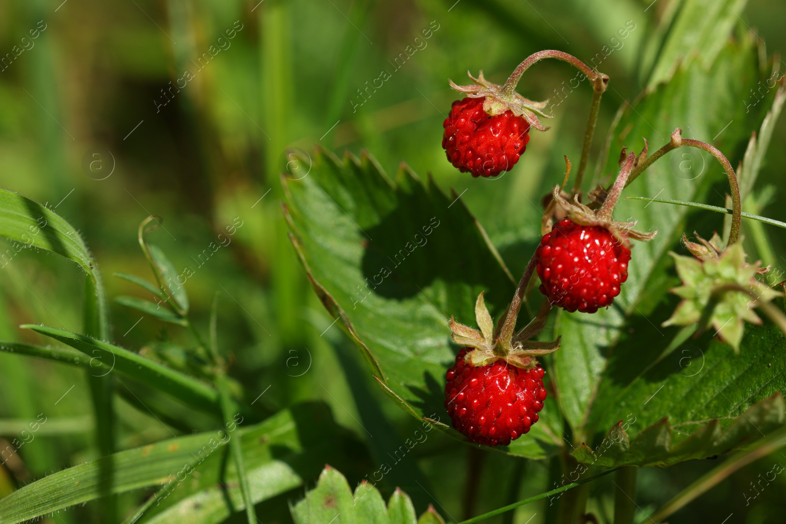 Photo of Small wild strawberries growing outdoors on summer day. Space for text