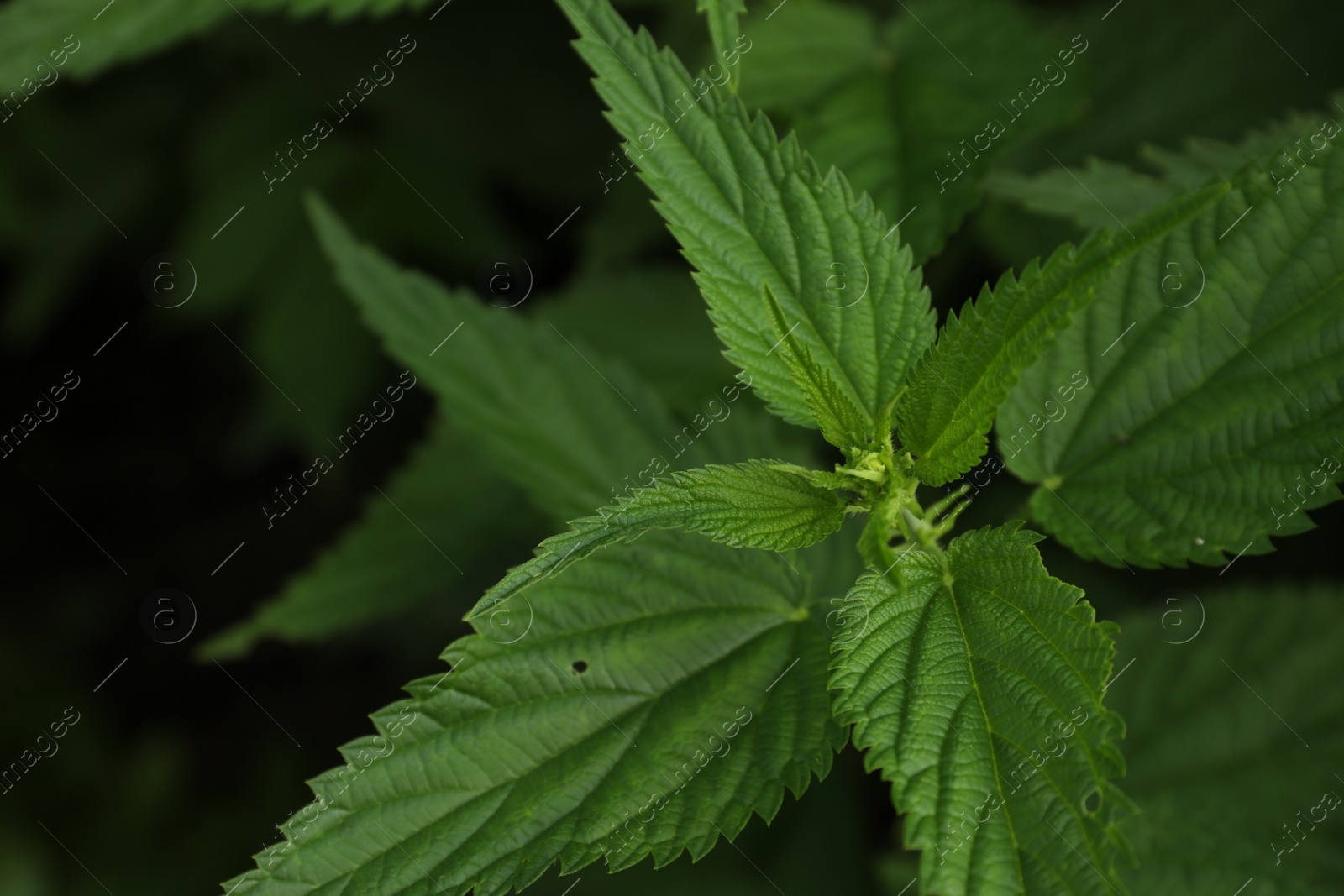 Photo of Beautiful green stinging nettle growing outdoors, closeup