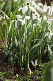 Photo of Beautiful white blooming snowdrops growing outdoors, closeup