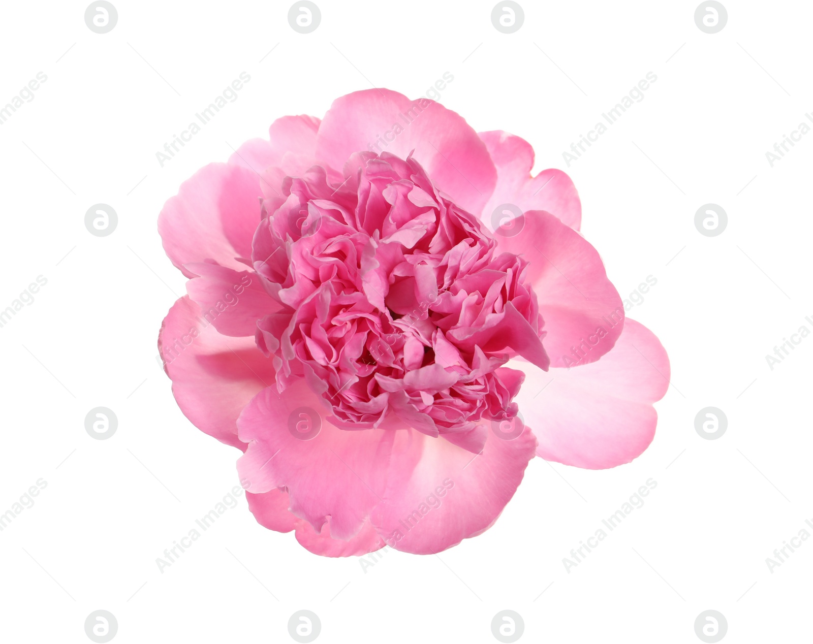 Photo of Beautiful fresh peony flower on white background, top view