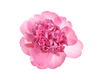 Photo of Beautiful fresh peony flower on white background, top view