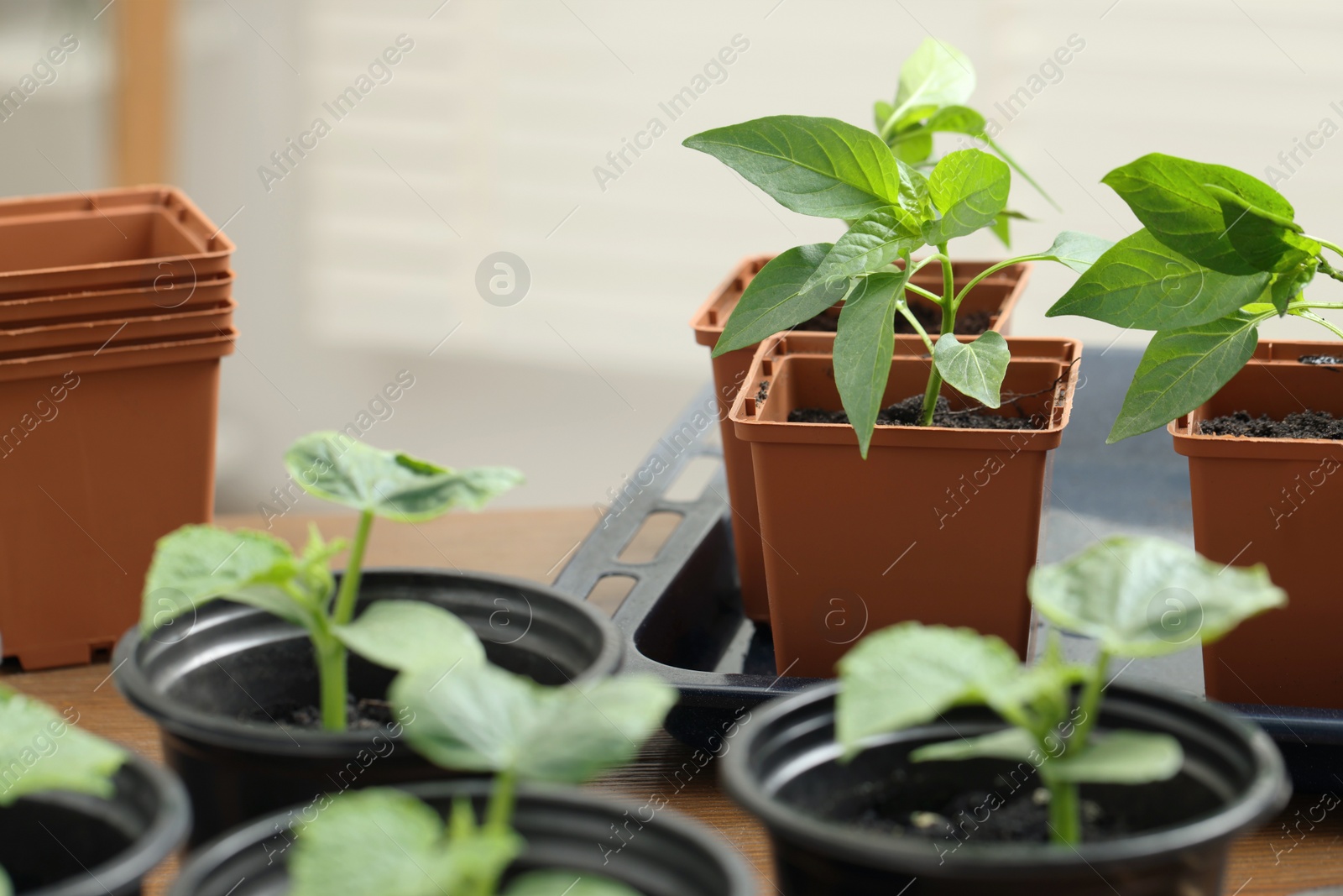 Photo of Seedlings growing in plastic containers with soil on table, closeup