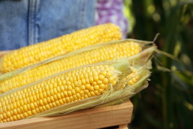 Photo of Fresh ripe corn in wooden crate on field, closeup