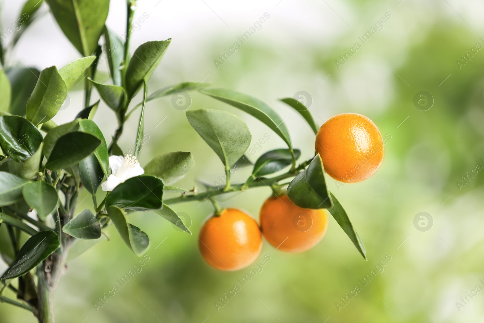 Photo of Citrus fruits on branch against blurred background. Space for text