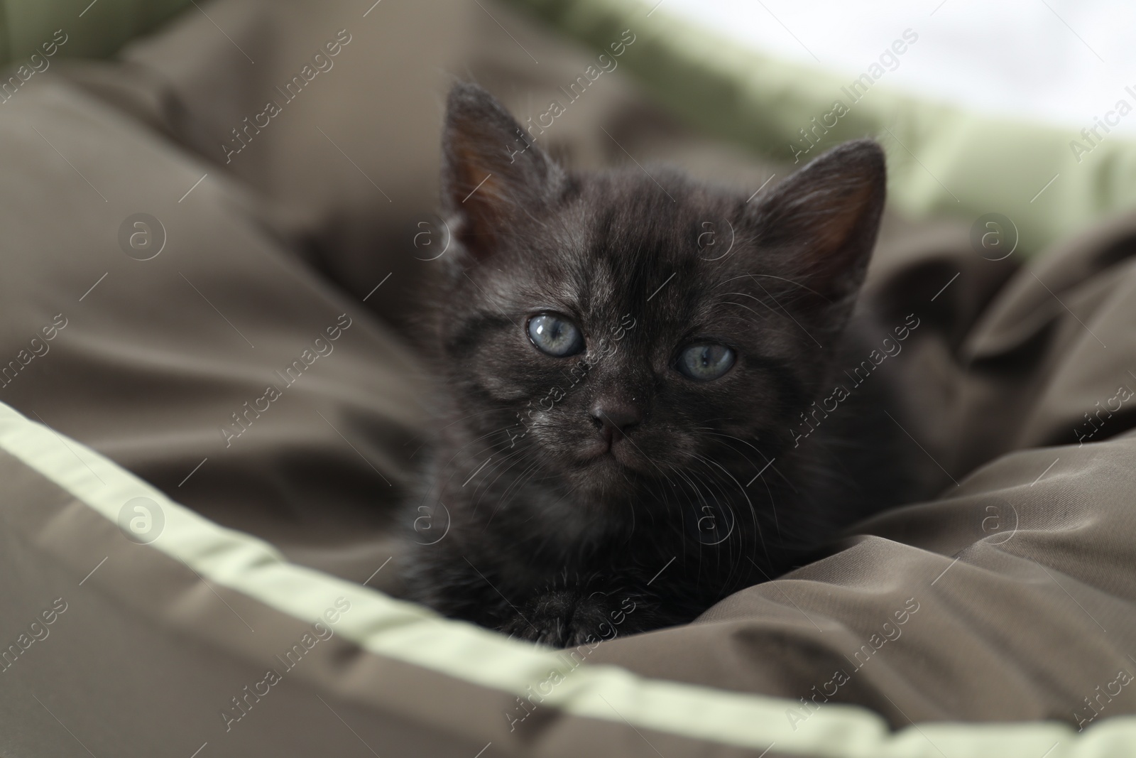 Photo of Cute fluffy kitten on pet bed indoors. Baby animal