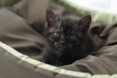 Photo of Cute fluffy kitten on pet bed indoors. Baby animal