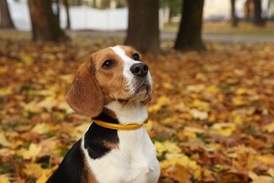 Photo of Adorable Beagle dog in stylish collar outdoors