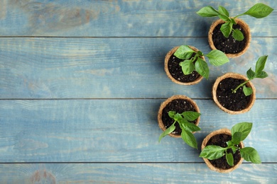 Vegetable seedlings in peat pots on blue wooden table, flat lay. Space for text