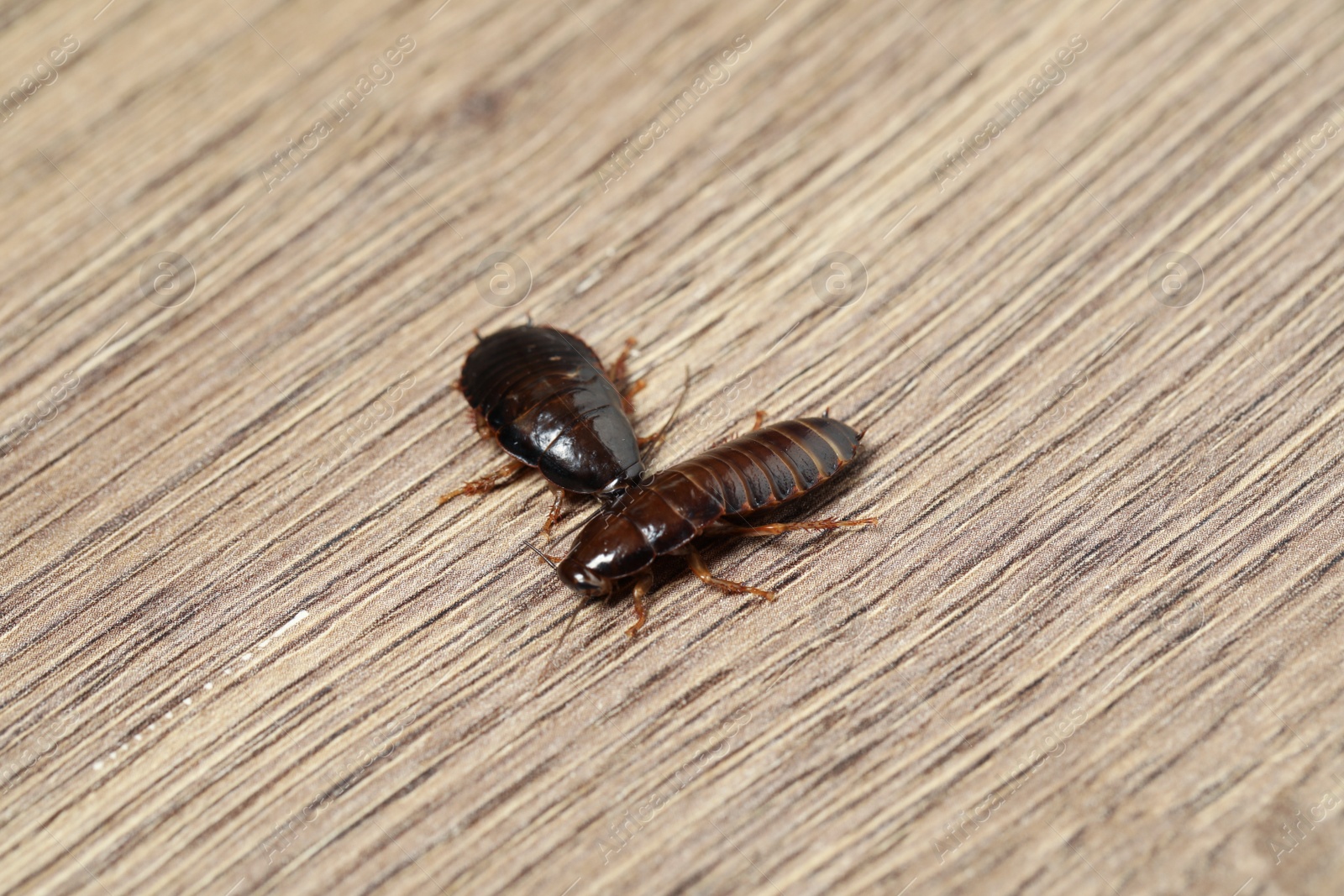 Photo of Brown cockroaches on wooden background, closeup. Pest control