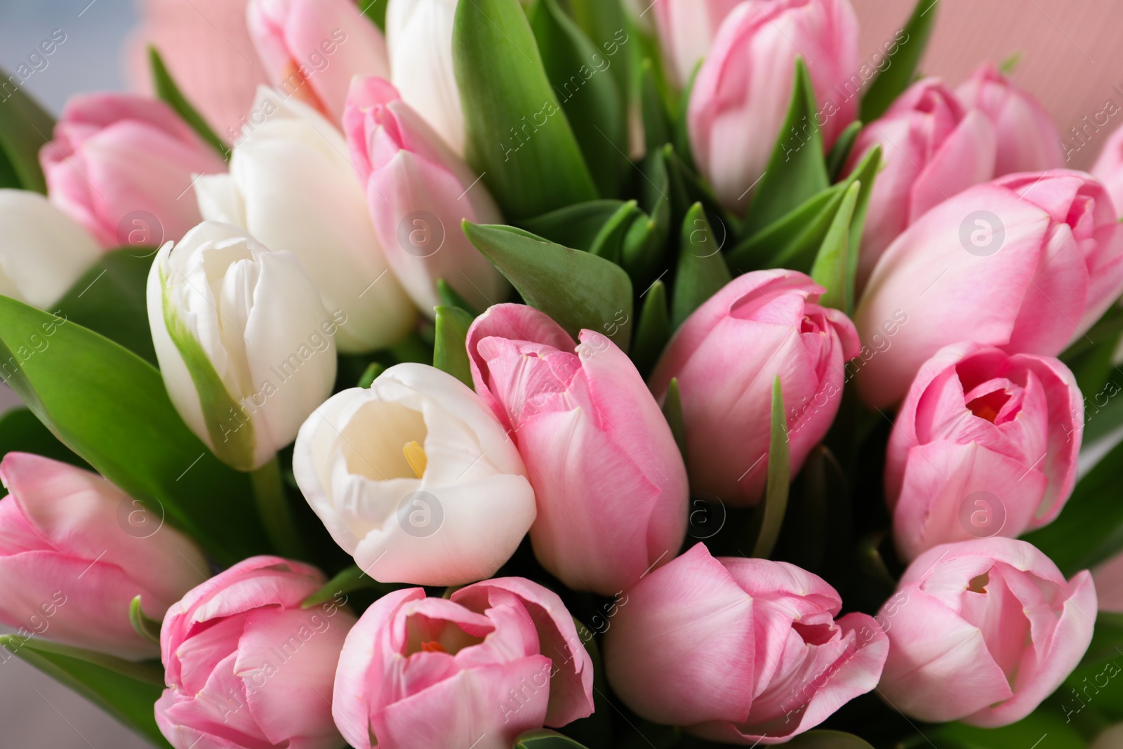 Photo of Big bouquet of beautiful tulips, closeup view