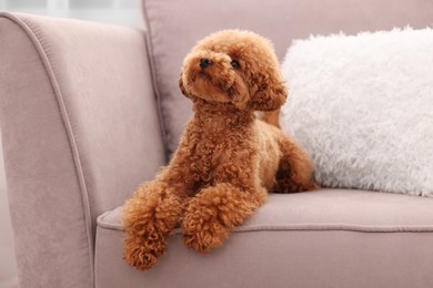 Photo of Cute Maltipoo dog resting on armchair. Lovely pet