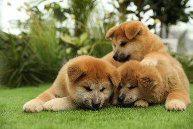 Photo of Cute Akita Inu puppies on green grass outdoors. Baby animals