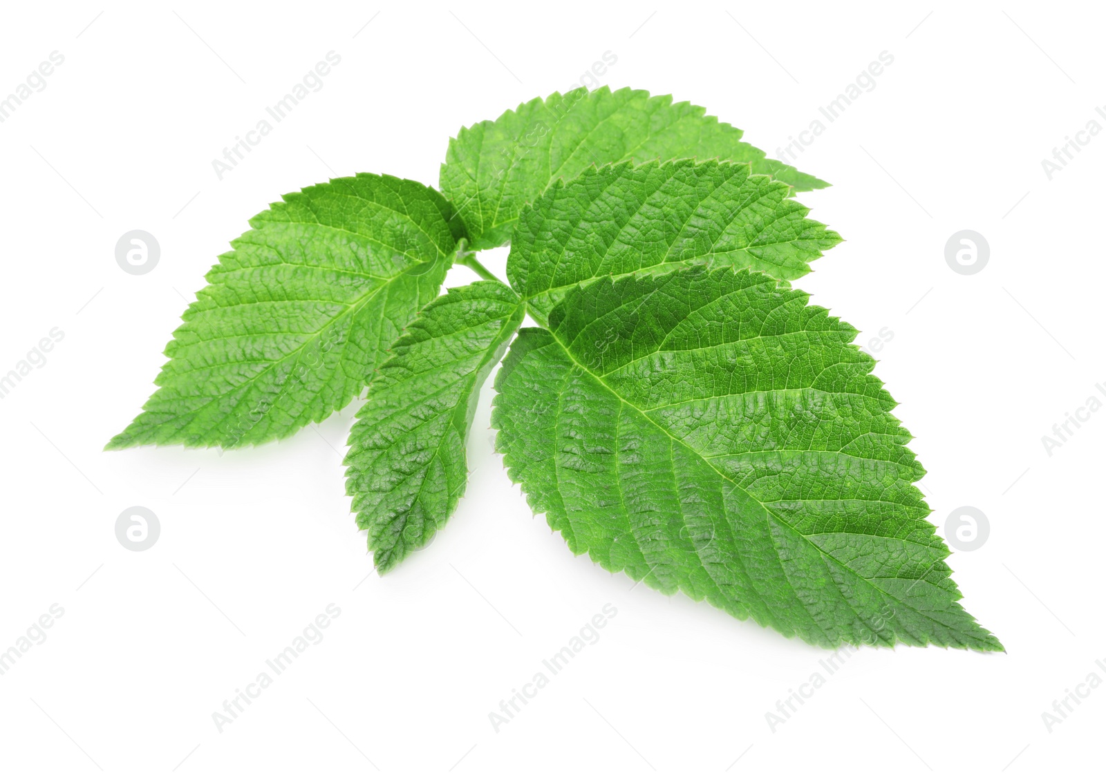 Photo of Stem with green raspberry leaves isolated on white