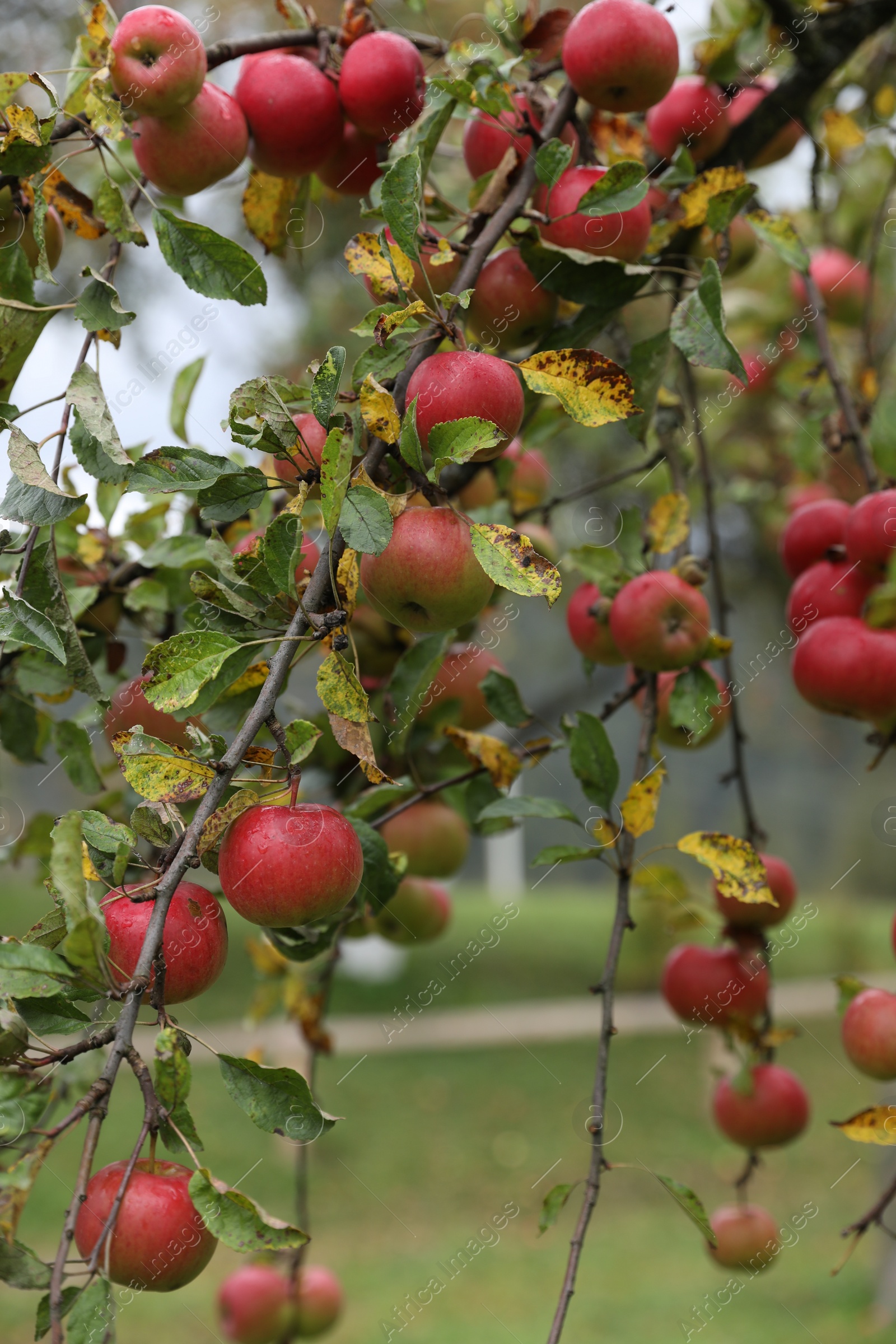 Photo of Delicious ripe red apples on tree in garden