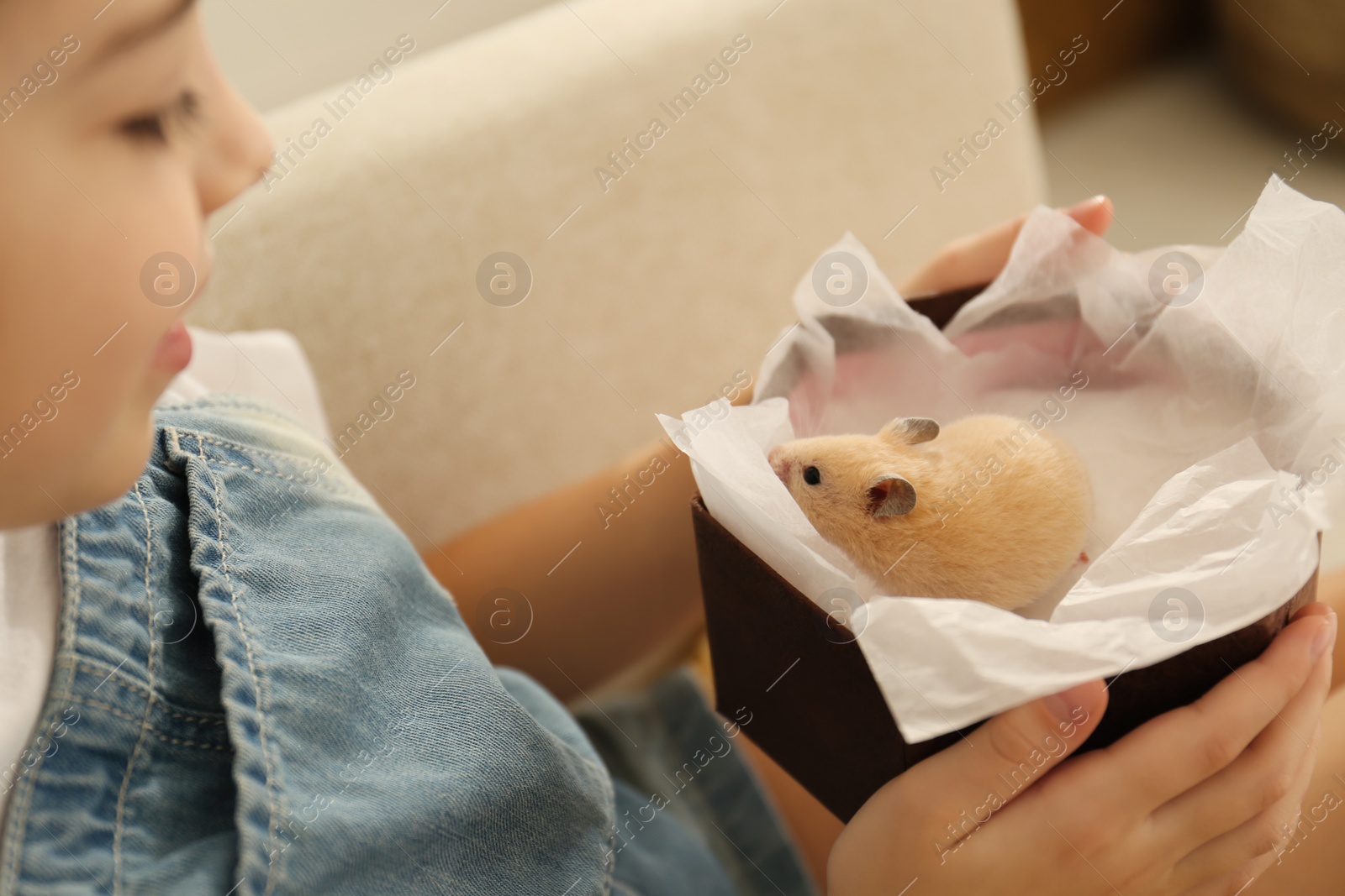 Photo of Little girl holding box with hamster at home, closeup