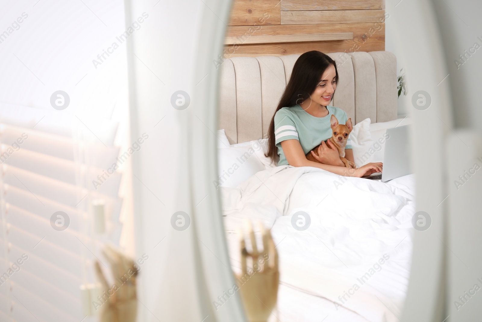 Photo of Reflection of young woman with chihuahua and laptop in bed. Home office concept