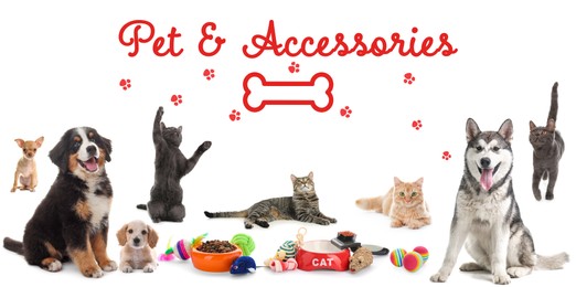 Image of Advertising banner design for pet shop. Cute dogs, cats and different accessories on white background