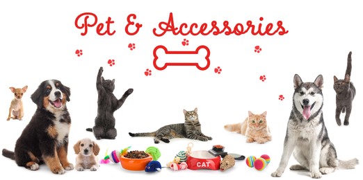 Advertising banner design for pet shop. Cute dogs, cats and different accessories on white background