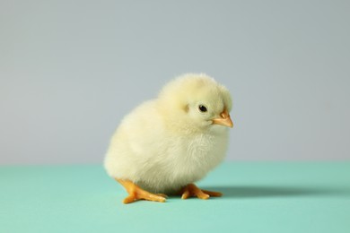 Photo of Cute chick on turquoise table, closeup. Baby animal