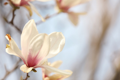 Closeup view of blossoming magnolia tree outdoors on spring day