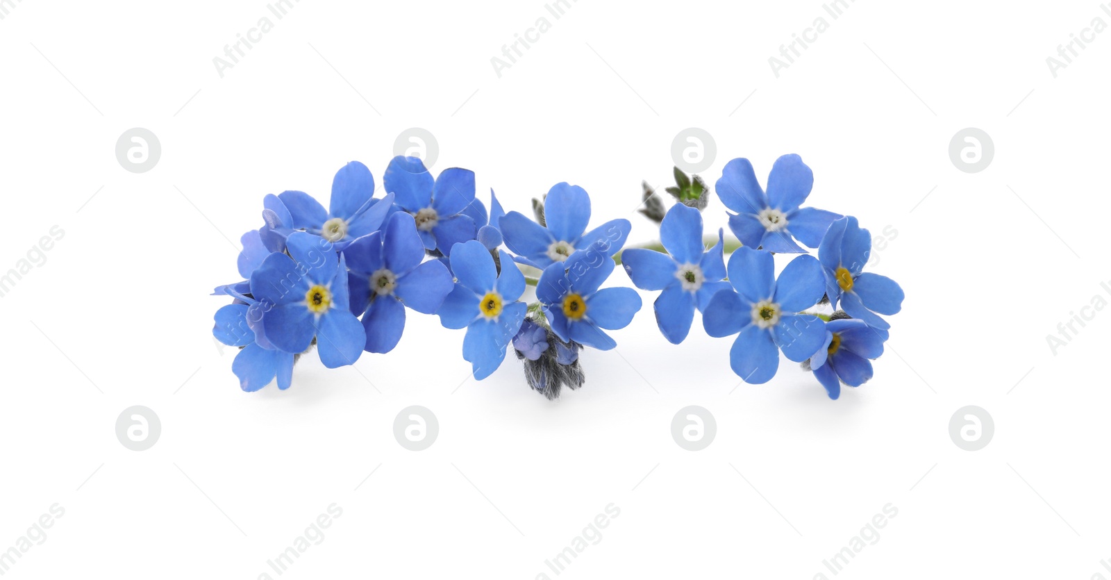 Photo of Beautiful blue Forget-me-not flowers isolated on white