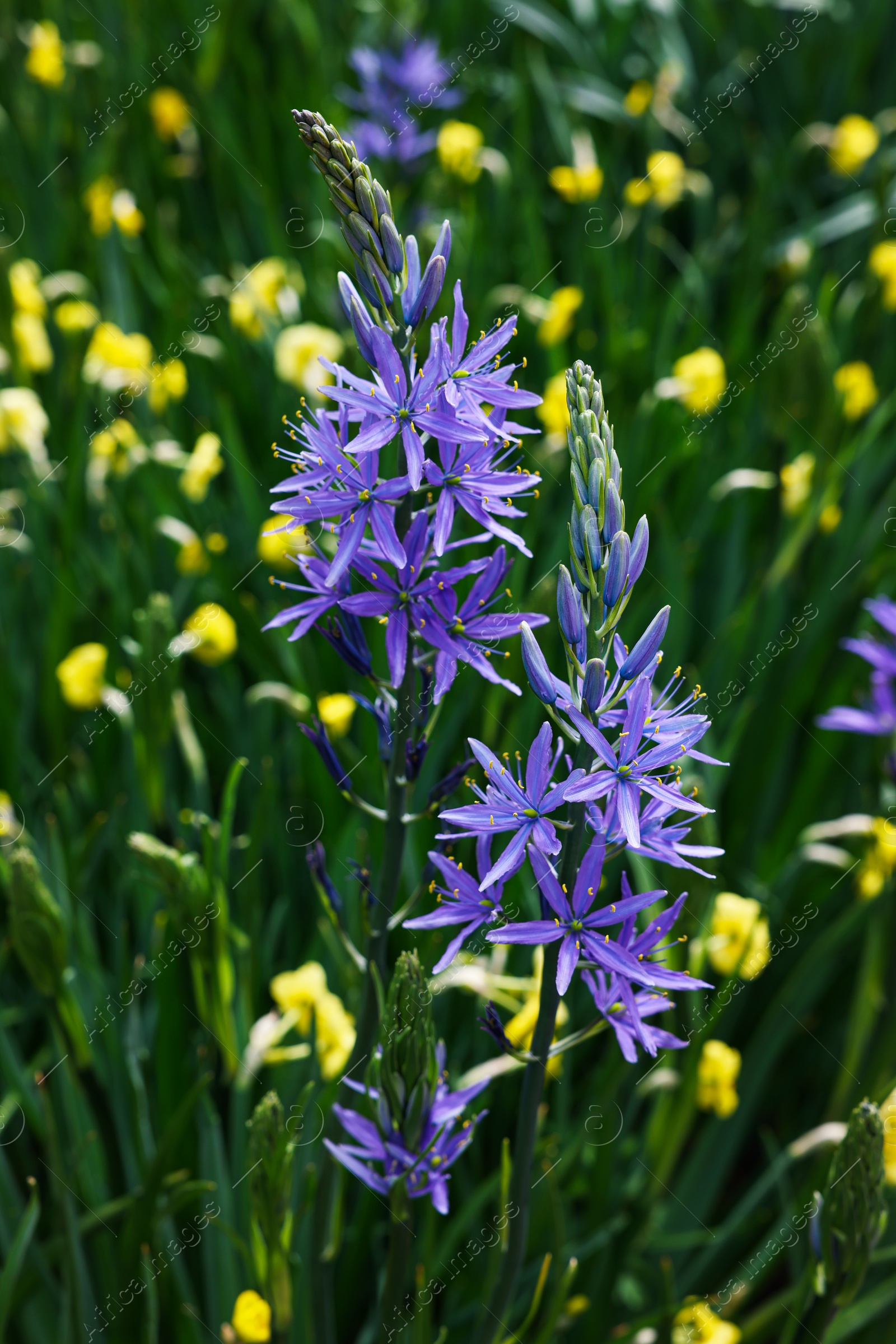 Photo of Beautiful Camassia among yellow flowers growing outdoors, closeup. Spring season