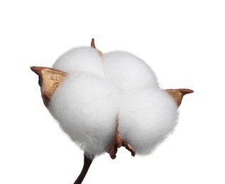 Photo of Beautiful fluffy cotton flower isolated on white