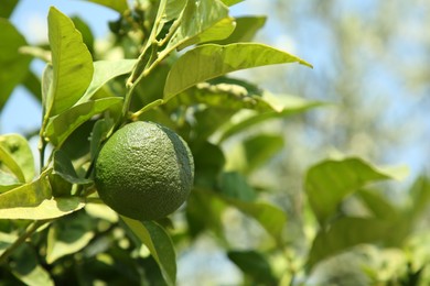 Photo of Unripe green tangerine growing on tree outdoors, closeup with space for text. Citrus fruit