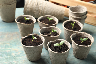 Photo of Young seedlings in peat pots on light blue wooden table