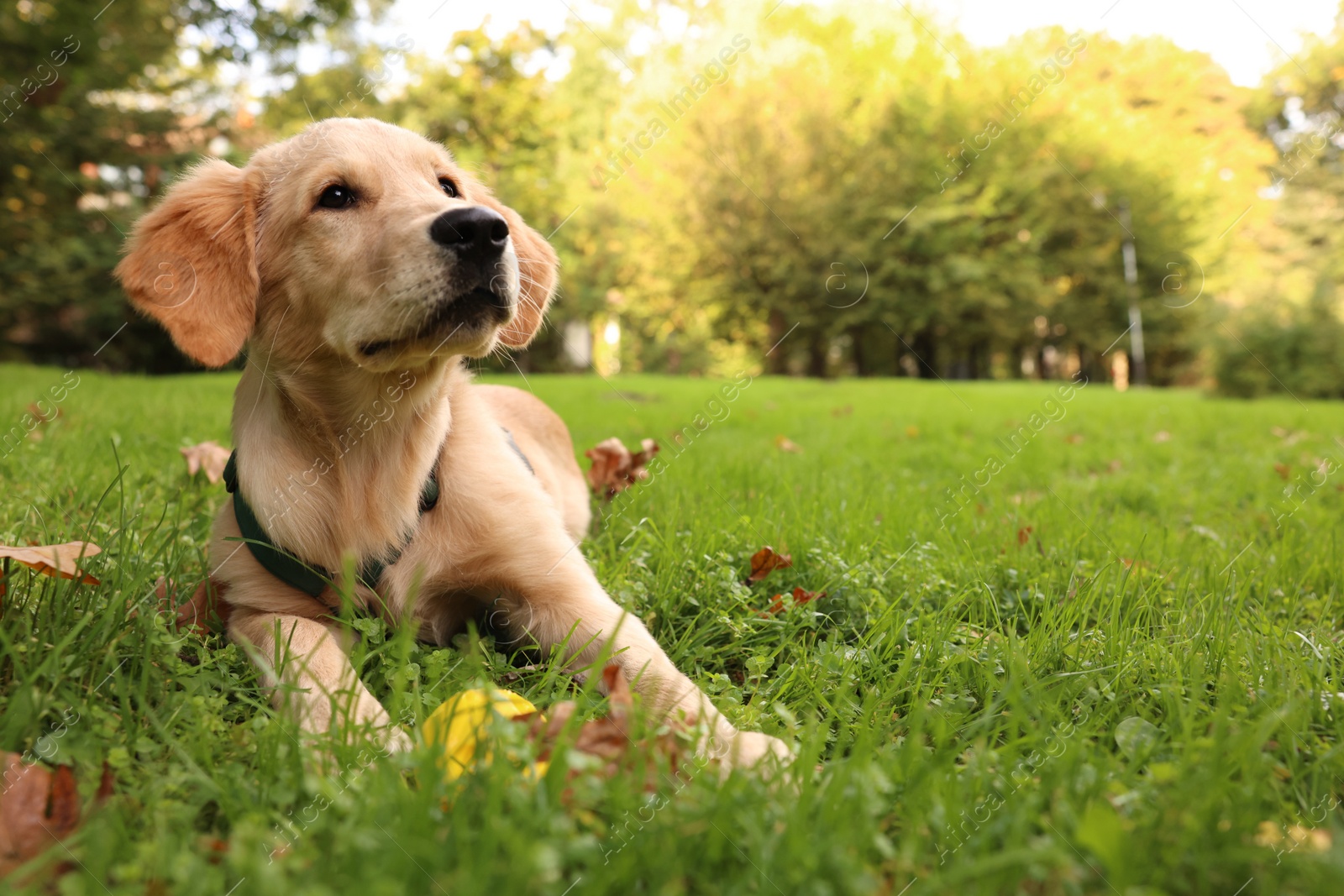 Photo of Cute Labrador Retriever puppy playing with ball on green grass in park, space for text