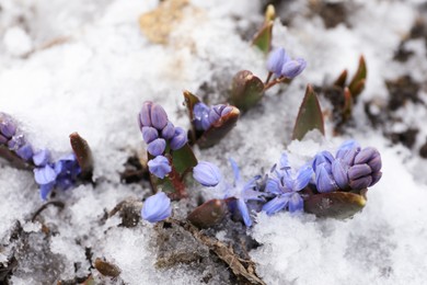 Photo of Beautiful lilac alpine squill flowers growing outdoors, above view
