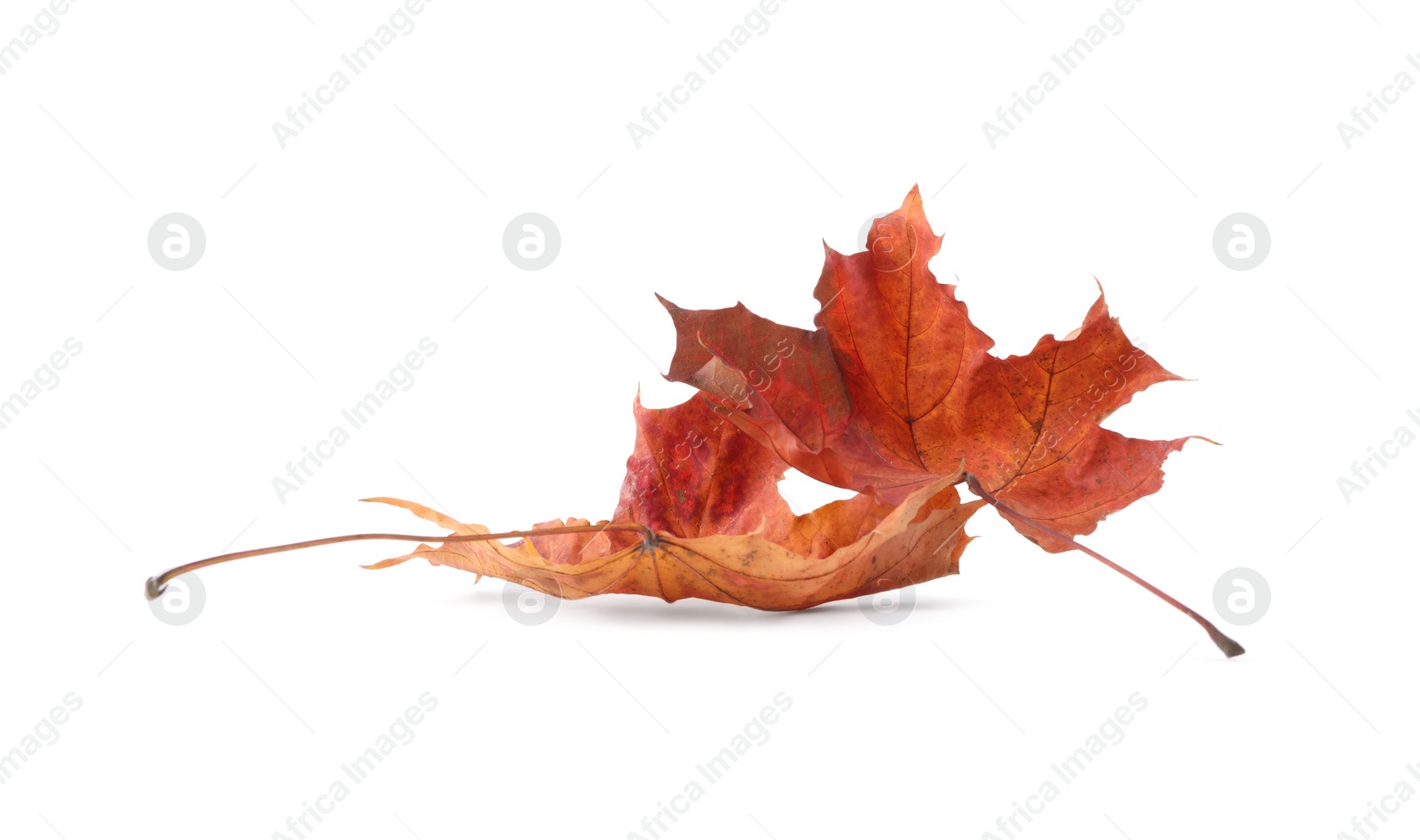 Photo of Autumn season. Beautiful maple leaves isolated on white