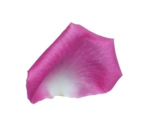 Pink rose flower petal on white background