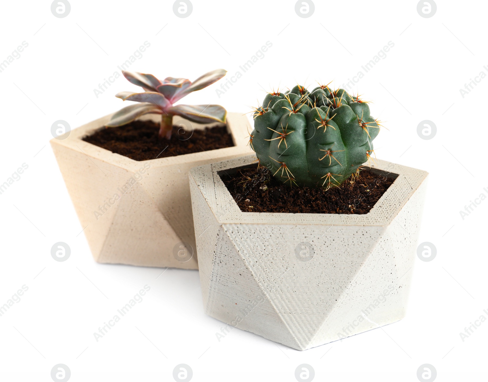 Photo of Beautiful succulent plants in stylish flowerpots on white background. Home decor