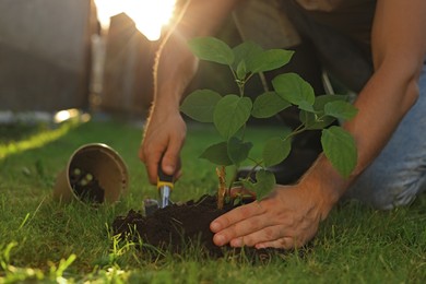 Photo of Man transplanting beautiful plant into soil outdoors on sunny day, closeup. Gardening time