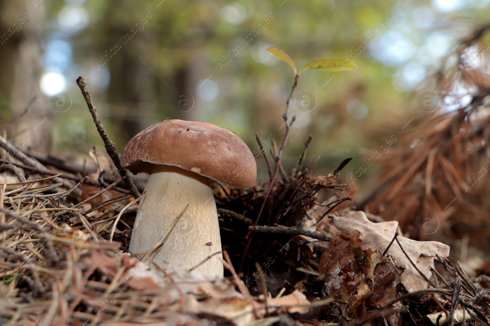 Photo of Beautiful porcini mushroom growing in forest on autumn day