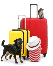Image of Cute cat and dog with bright suitcases packed for journey on white background. Travelling with pet