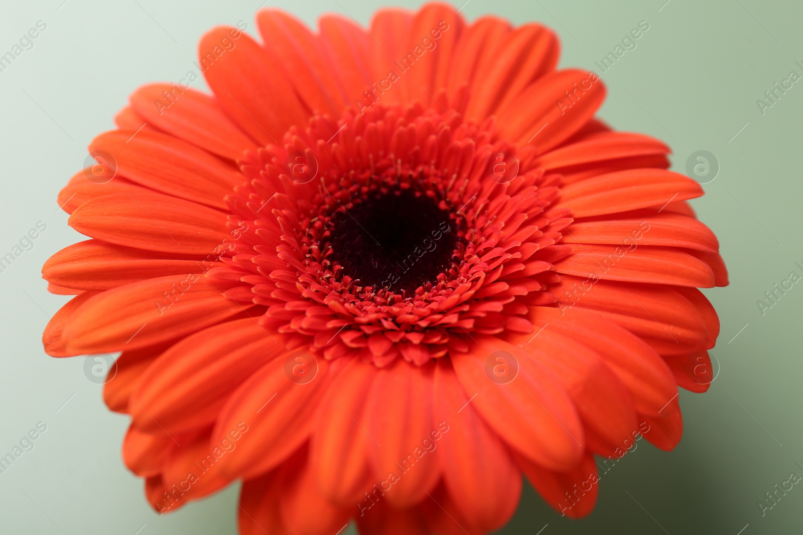 Photo of Beautiful red gerbera flower on pale green background, closeup