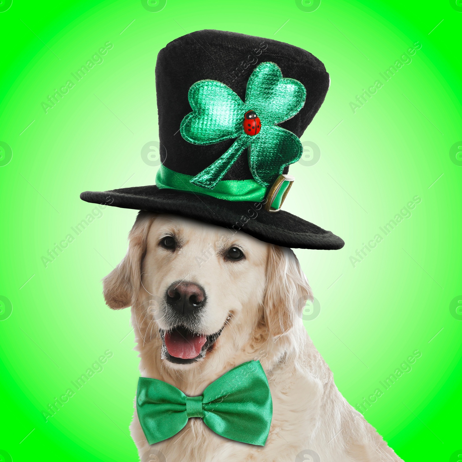 Image of St. Patrick's day celebration. Cute Golden Retriever dog with leprechaun hat and bow tie on green background