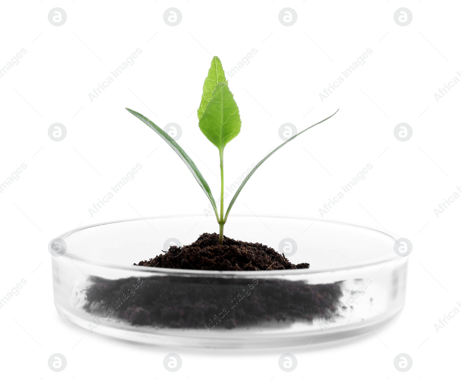 Photo of Green plant with soil in Petri dish isolated on white. Biological chemistry